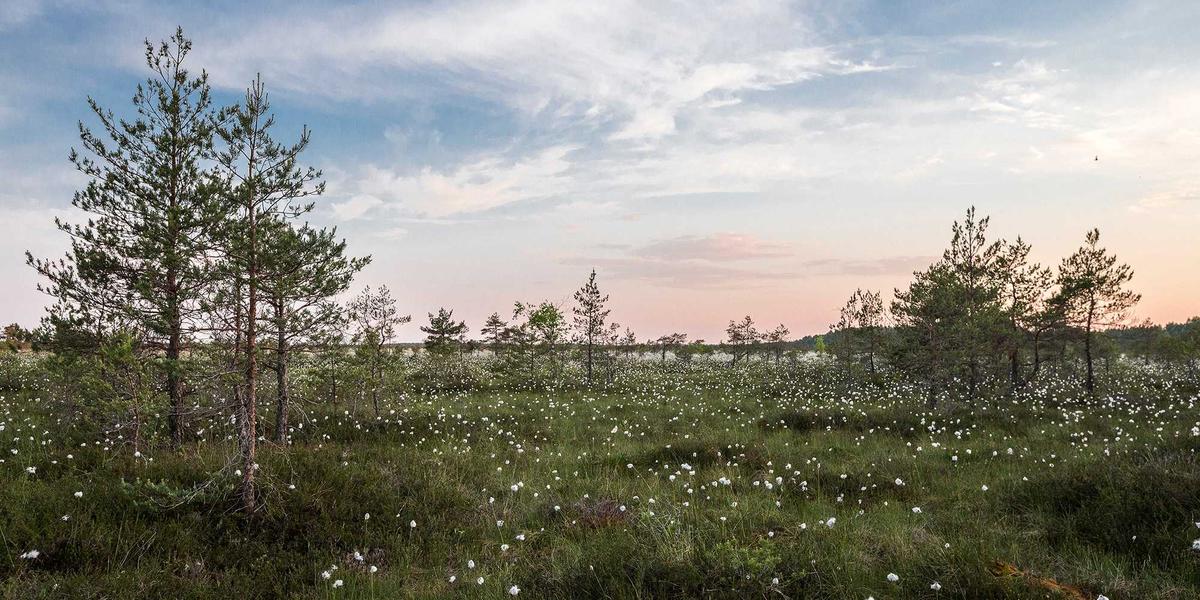 Yeni Başlayanlar İçin Tavla Rehberi