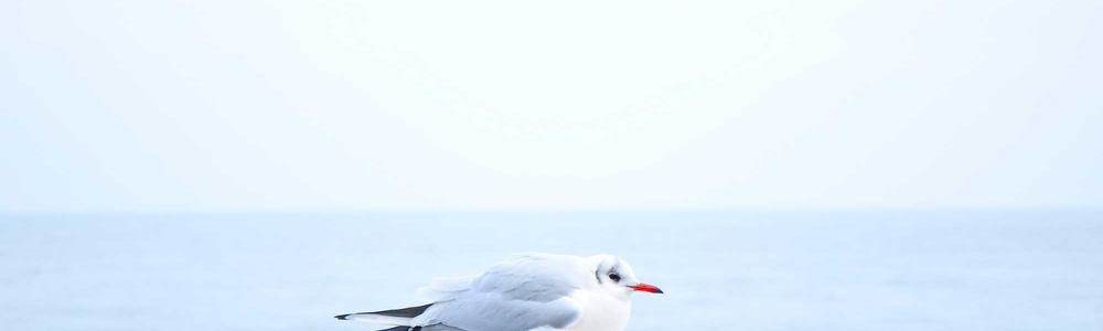 Emre Yildiz Cover Image